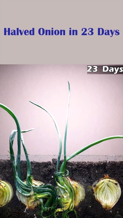 玉ねぎ　タイムラプス　断面図　植物