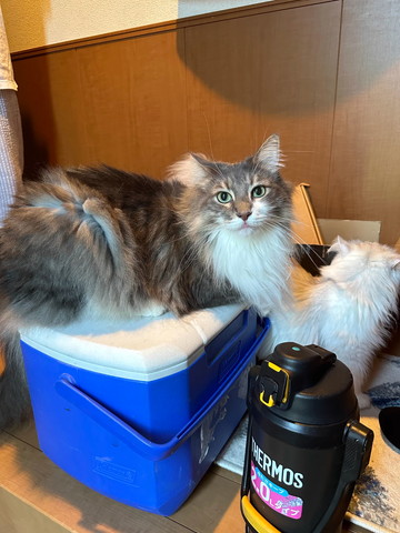 クーラーボックスの上に猫