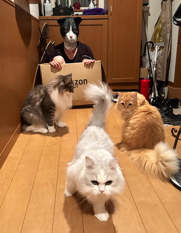 ダンボールに入ってる飼い主と猫たち