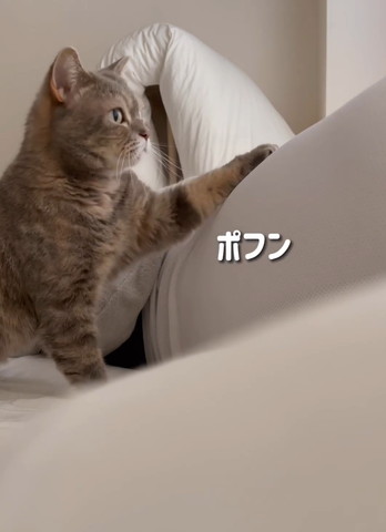 ポフンテロップ