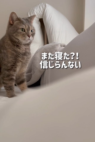 また寝たテロップ