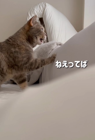 ねぇってばテロップ