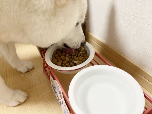 焼き鳥によろこぶ白柴さん