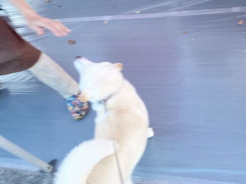 焼き鳥によろこぶ白柴さん