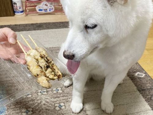 焼き鳥によろこぶ白柴さん