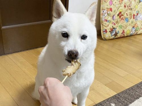 焼き鳥によろこぶ白柴さん