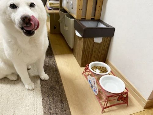 焼き鳥によろこぶ白柴さん