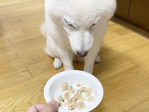 焼き鳥によろこぶ白柴さん