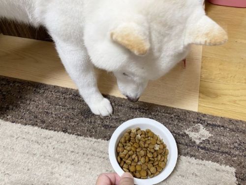 焼き鳥によろこぶ白柴さん