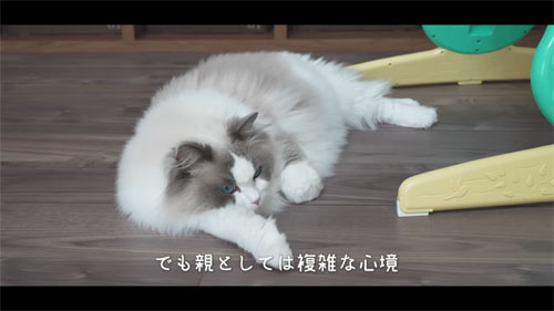 名前を覚えられるアマンくん