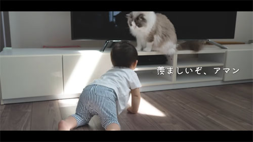 上から見つめるアマンくん