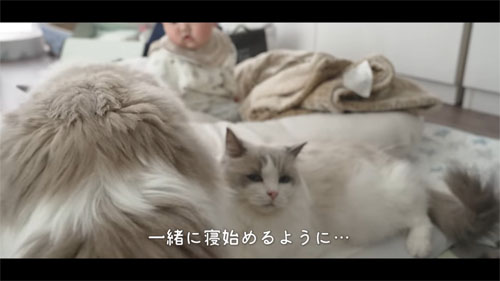 一緒に寝るモコくん