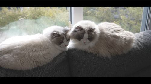 一緒に並ぶモコくんとアマンくん