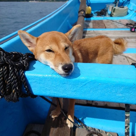 お寺のハナちゃん写真集