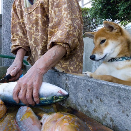 お寺のハナちゃん写真集