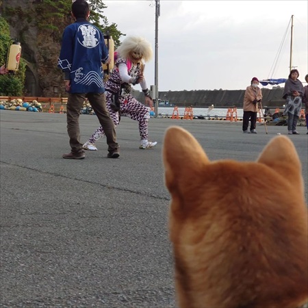 お寺のハナちゃん写真集