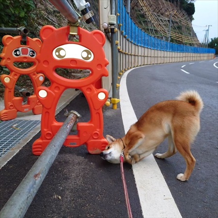 お寺のハナちゃん写真集
