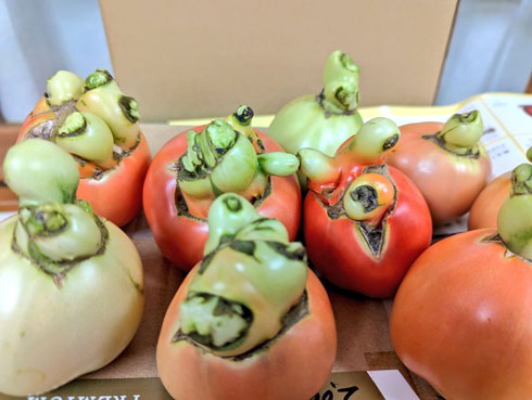 名状しがたきトマト