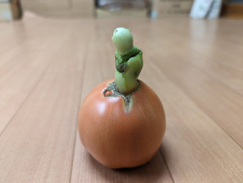 名状しがたきトマト