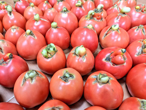 名状しがたきトマト