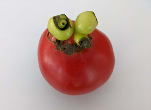 名状しがたきトマト