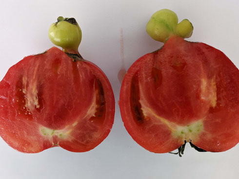 名状しがたきトマト