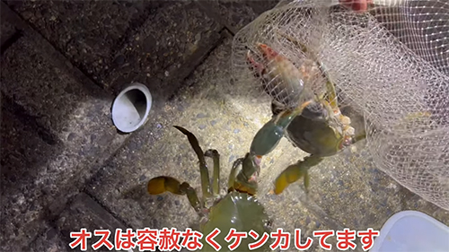 オスは容赦なく