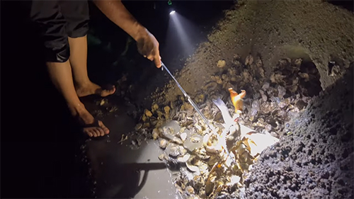 でかいドウマンガニ捕獲