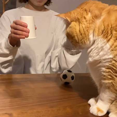 消失マジックに驚く猫