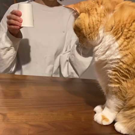 消失マジックに驚く猫