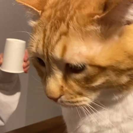 消失マジックに驚く猫