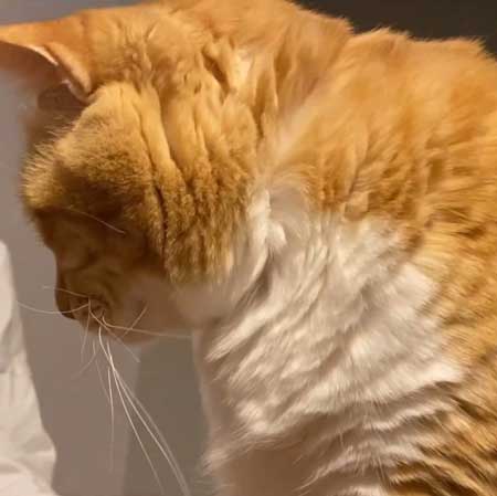 消失マジックに驚く猫