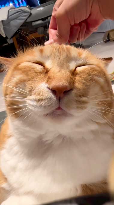 消失マジックに驚く猫