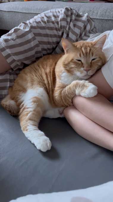 消失マジックに驚く猫