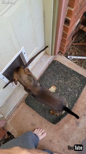 犬用ドアから長い棒を入れたい犬