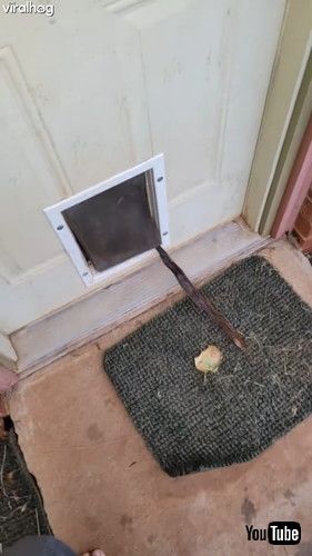 犬用ドアから長い棒を入れたい犬