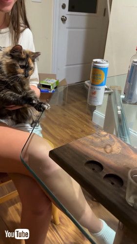 「Ring Toss Kitty Wins The Game || ViralHog」