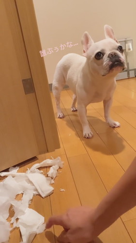 イタズラしちゃったヒメちゃん