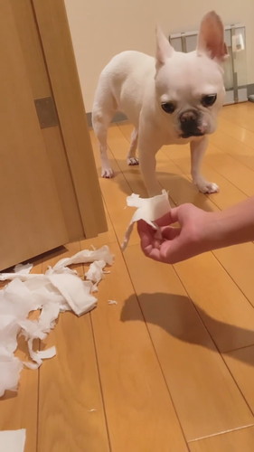 イタズラしちゃったヒメちゃん