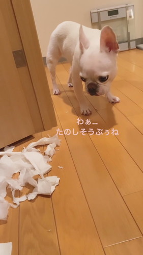 イタズラしちゃったヒメちゃん