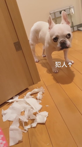 イタズラしちゃったヒメちゃん