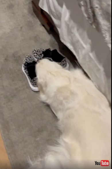 外が暑くて散歩に行けていないワンちゃんの訴え