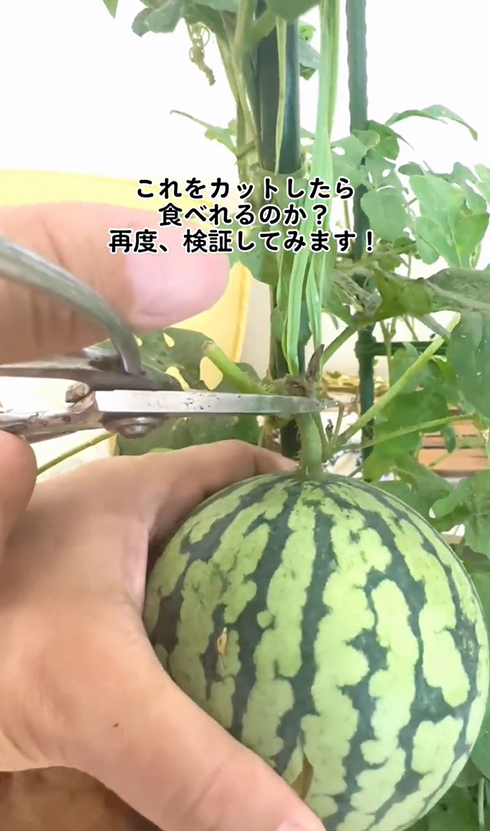 スイカだ！