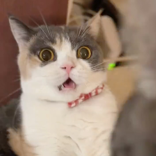 やられる前からやられ顔の猫