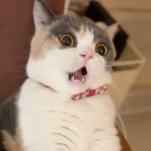 やられる前からやられ顔の猫