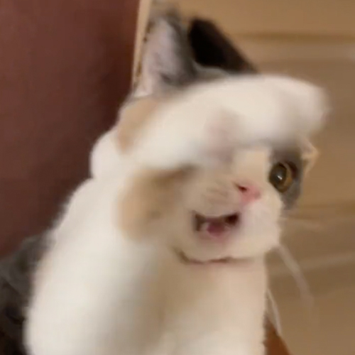 やられる前からやられ顔の猫