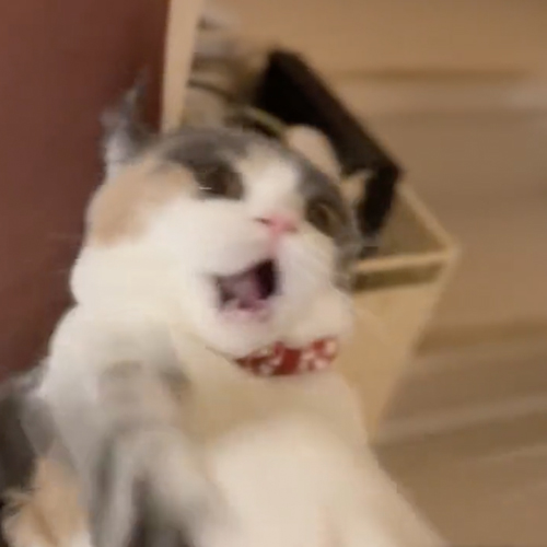 やられる前からやられ顔の猫