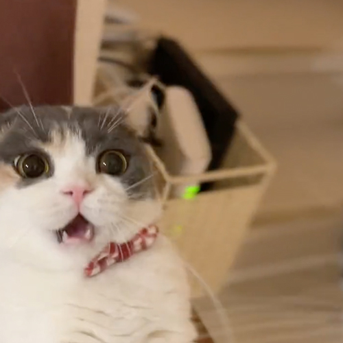 やられる前からやられ顔の猫