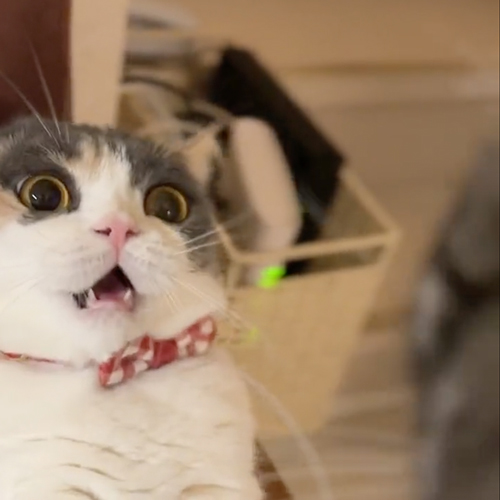 やられる前からやられ顔の猫