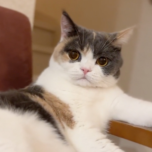 やられる前からやられ顔の猫